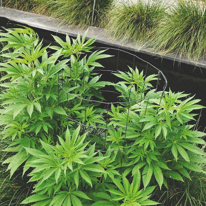 I Modi Migliori per Sostenere Grandi Fiori di Cannabis Indoor ed Outdoor