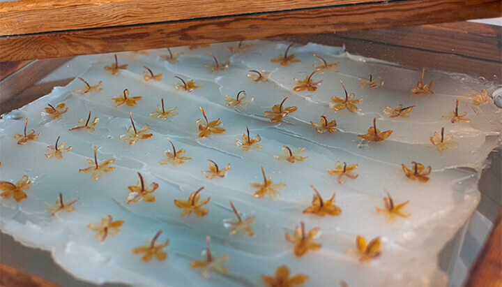 Traditional perfume making