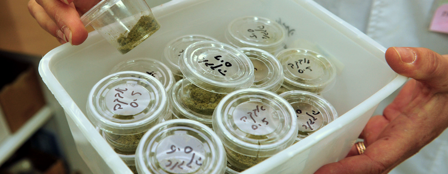 cannabis medica
