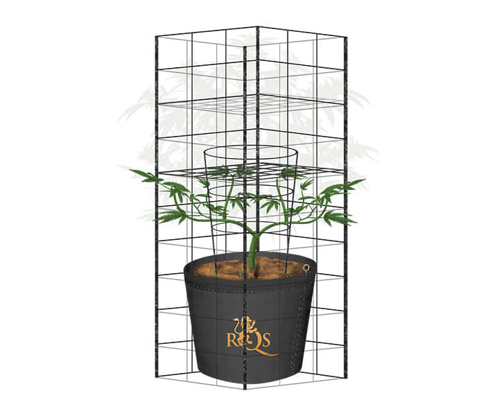 Come coltivare la cannabis all’esterno con un graticcio Come coltivare la cannabis all’esterno con un graticcio