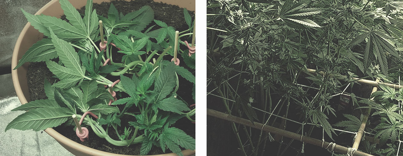 I Modi Migliori per Sostenere Grandi Fiori di Cannabis Indoor ed Outdoor I Modi Migliori per Sostenere Grandi Fiori di Cannabis Indoor ed Outdoor