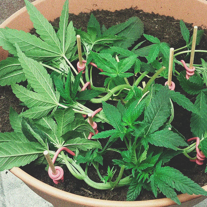 I Modi Migliori per Sostenere Grandi Fiori di Cannabis Indoor ed Outdoor