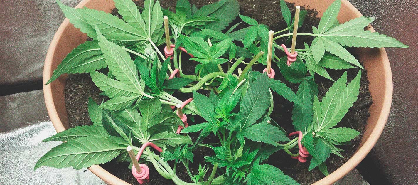 I Modi Migliori per Sostenere Grandi Fiori di Cannabis Indoor ed Outdoor