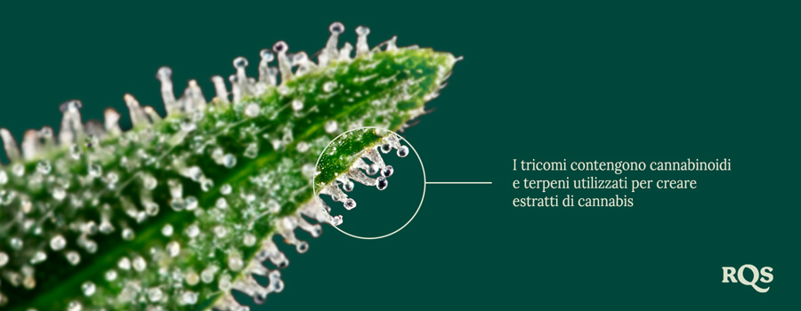 Trichomes