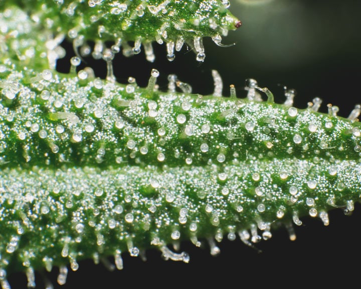 Under-ripe trichomes Under-ripe trichomes