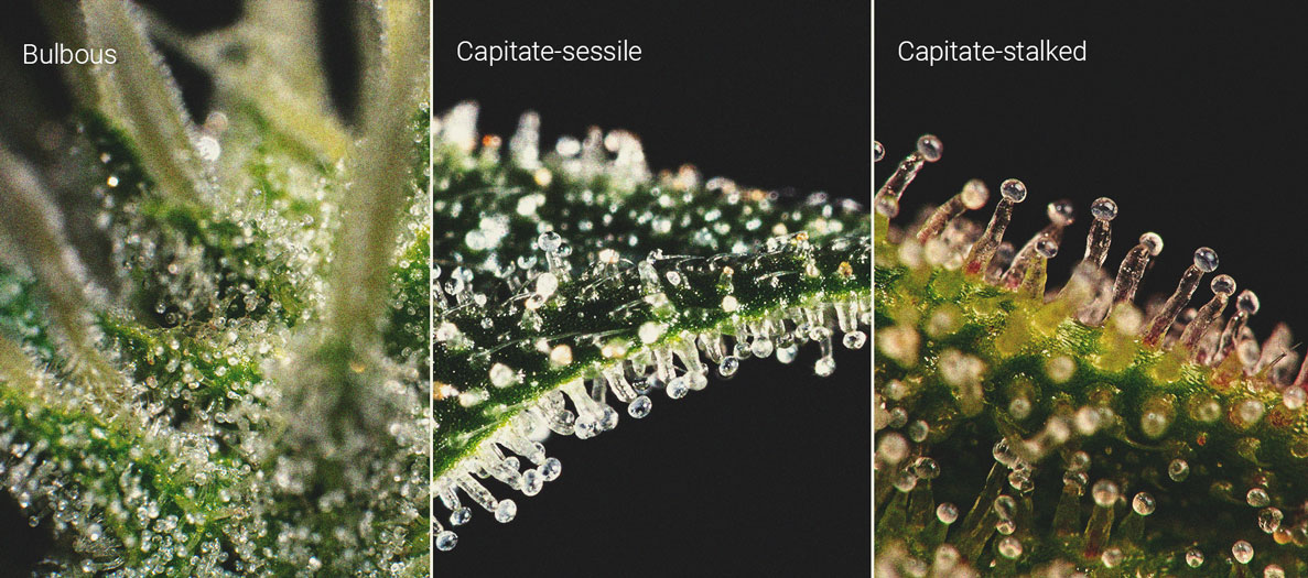 Cime di cannabis: Una lezione di anatomia Cime di cannabis: Una lezione di anatomia