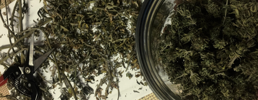 È TEMPO DI TRIMMING È TEMPO DI TRIMMING