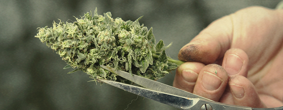 Potatura “a Umido” Cannabis