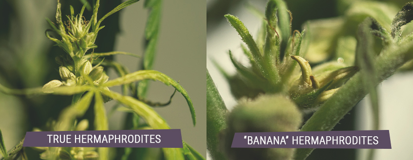 CANNABIS HERMAPHRODITES CANNABIS HERMAPHRODITES