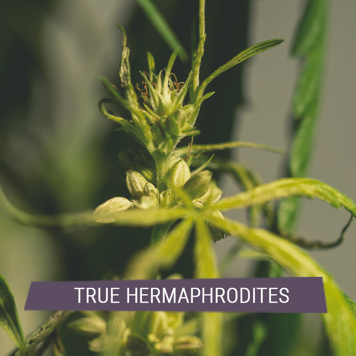TRUE HERMAPHRODITES TRUE HERMAPHRODITES