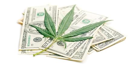 cannabis USA