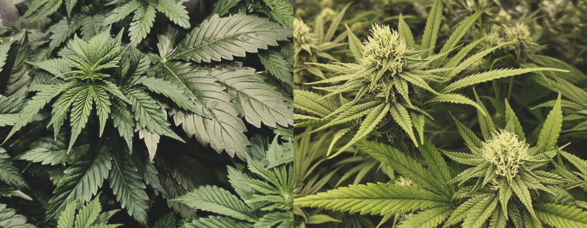 Quanto Tempo Occorre per Coltivare Cannabis? Quanto Tempo Occorre per Coltivare Cannabis?