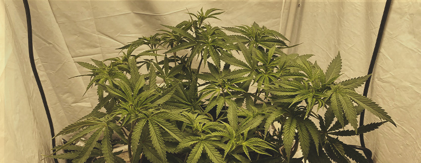 Come Scegliere una Pianta Madre di Cannabis Cresciuta da Seme