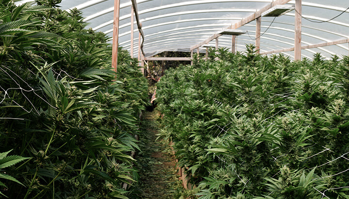 Vegetative stage weed cultivation