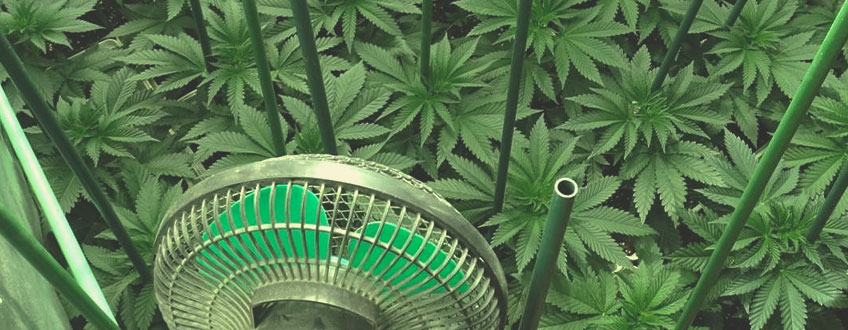 Come Coltivare Cannabis in Modo Sostenibile a Casa