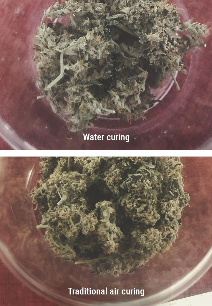 Quali Sono i Vantaggi del Conciare la Cannabis in Acqua? Quali Sono i Vantaggi del Conciare la Cannabis in Acqua?