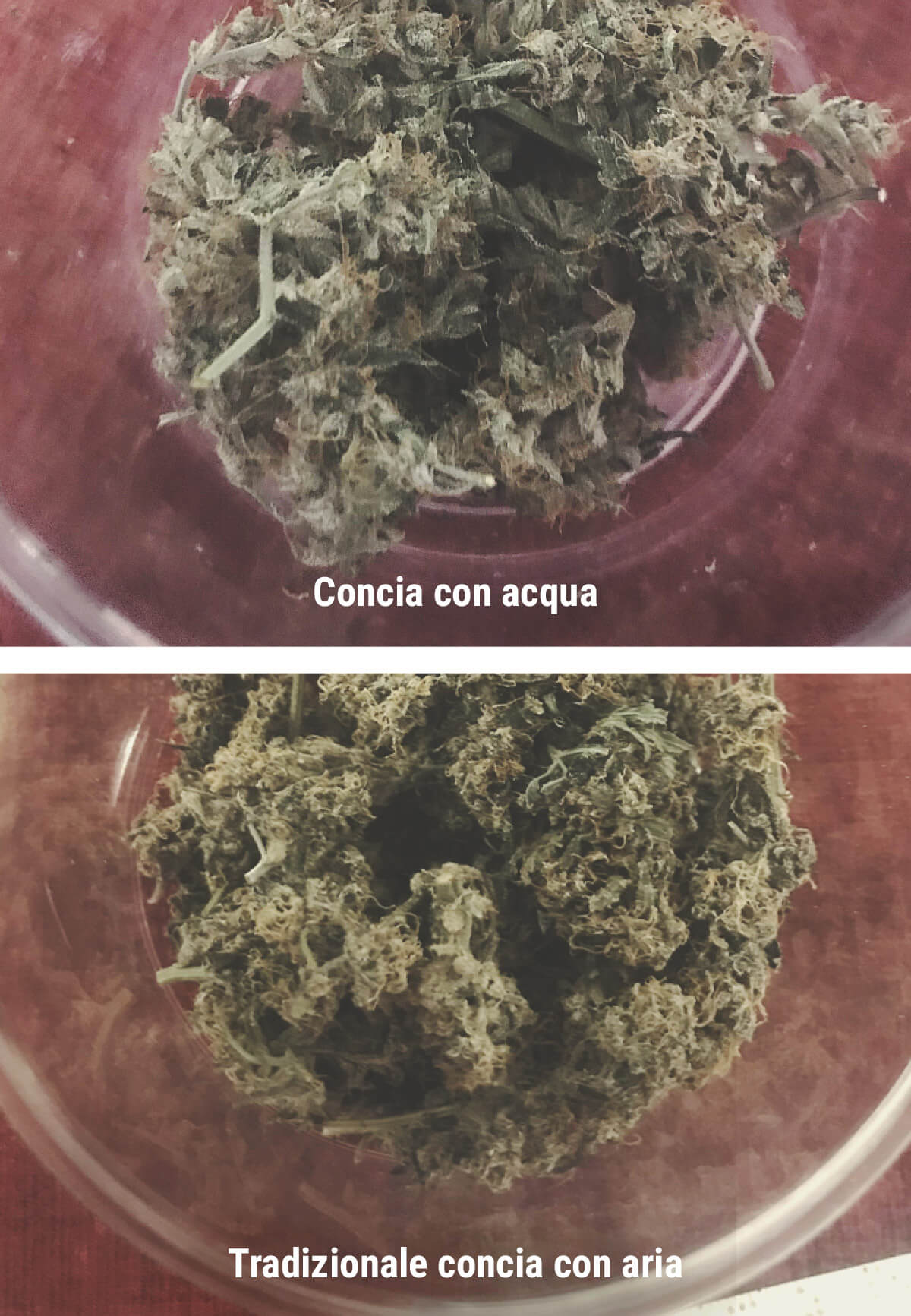 Quali Sono i Vantaggi del Conciare la Cannabis in Acqua? Quali Sono i Vantaggi del Conciare la Cannabis in Acqua?
