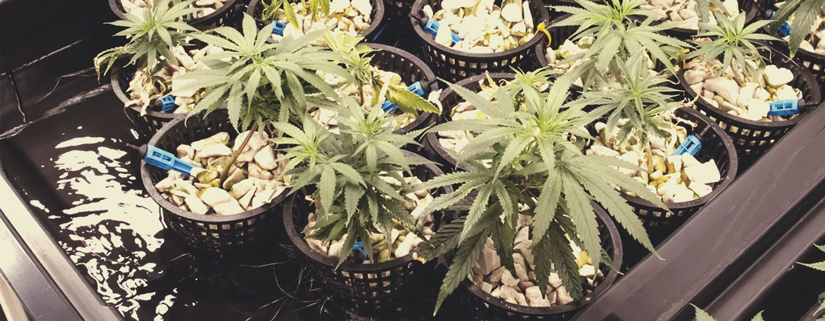 Perché l’osmosi inversa è importante per la coltivazione della cannabis?