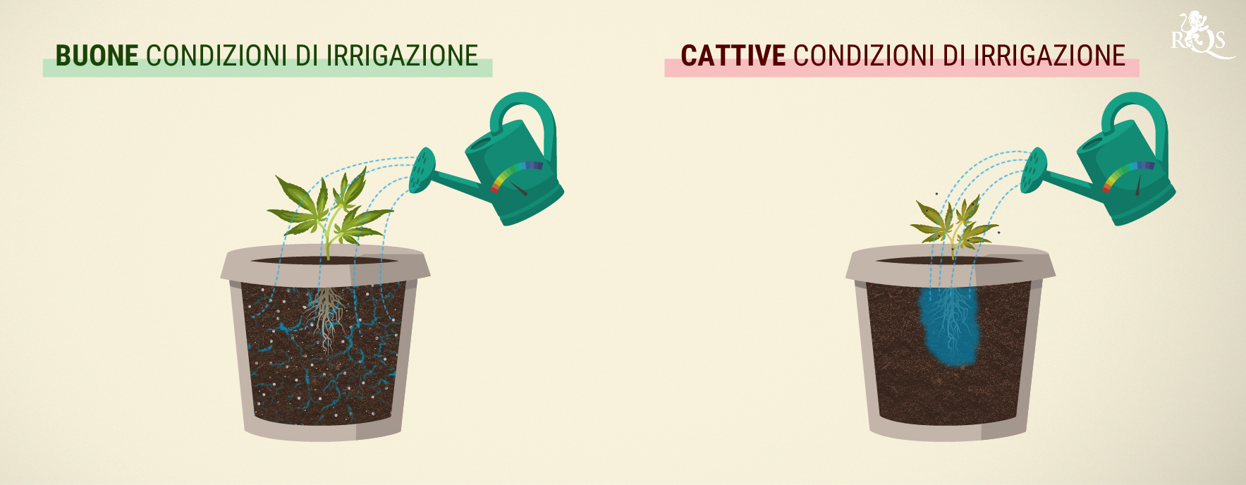 Quanta acqua bisogna somministrare alla cannabis? Quanta acqua bisogna somministrare alla cannabis?