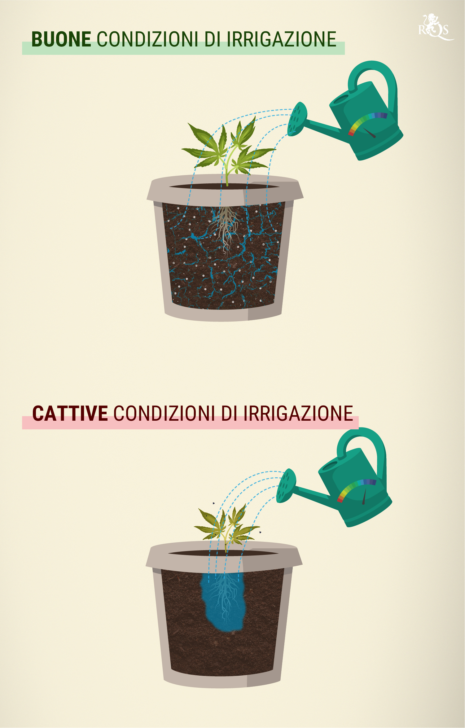 Quanta acqua bisogna somministrare alla cannabis? Quanta acqua bisogna somministrare alla cannabis?