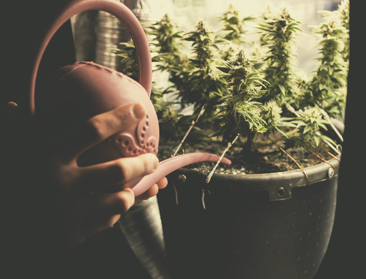Cannabis Autofiorenti da Coltivare Indoor Cannabis Autofiorenti da Coltivare Indoor