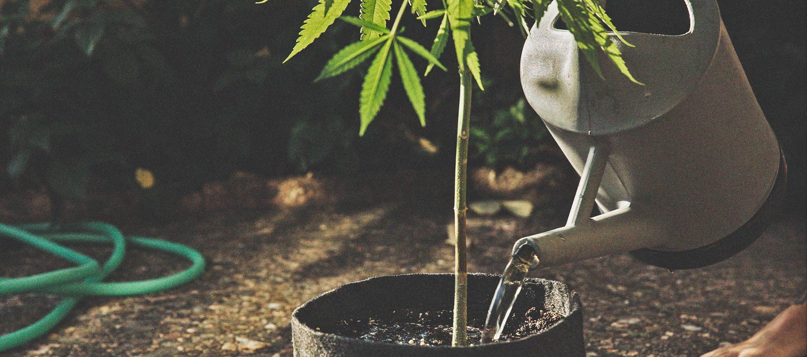 Cannabis e qualità dell'acqua Parte 3: Scelta della fonte d'acqua
