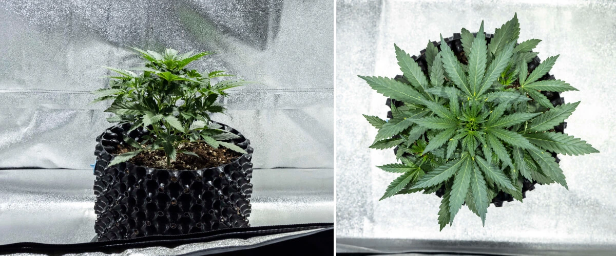 Diario di coltivazione di North Thunderfuck – Settimana 2: fase vegetativa iniziale Pianta di cannabis North Thunderfuck alla settimana 2 della crescita vegetativa iniziale, mentre sviluppa ulteriori foglie a ventaglio e stabilisce un apparato radicale più forte nel terriccio sotto luce LED