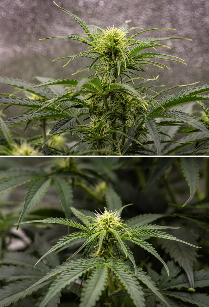 Pianta di cannabis Gaia F1 nella settimana 5 che cresce nel terreno con una sana crescita in fioritura indoor