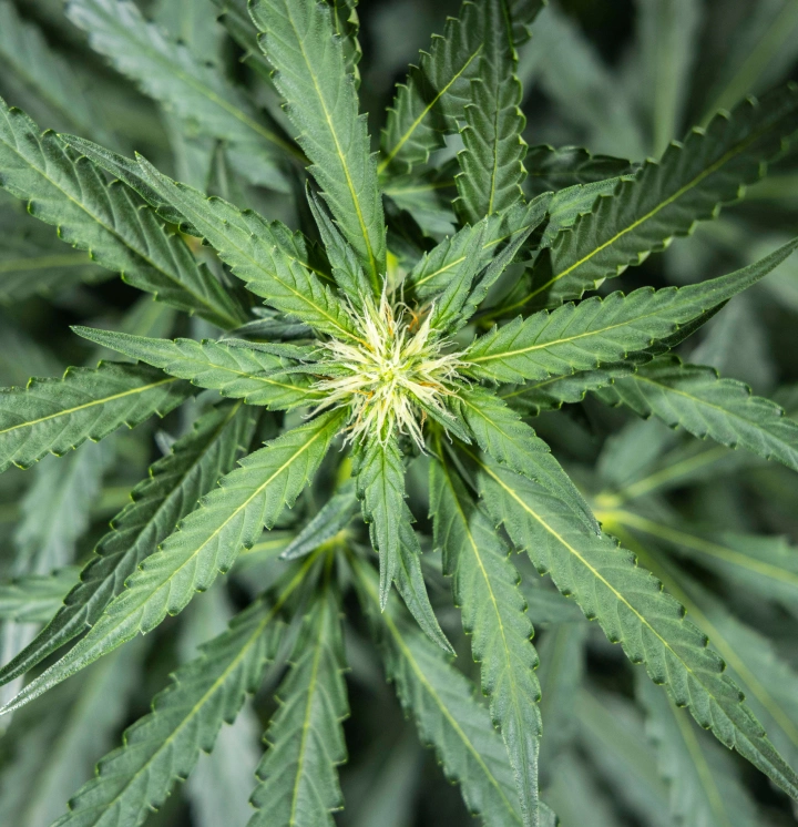 Diario di coltivazione di North Thunderfuck – Settimana 5: fase di fioritura iniziale Pianta di cannabis North Thunderfuck alla settimana 5 della fioritura iniziale, con nuovi pistilli bianchi che si formano nei siti di fioritura e foglie a ventaglio sane sotto luce LED