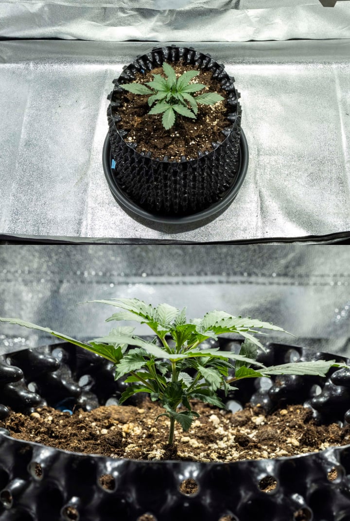 Report di Coltivazione North Thunderfuck – Settimana 1 Fase di Piantina Piantina di cannabis North Thunderfuck nella settimana 1 con le prime foglie vere e una crescita sana in terra sotto luce LED