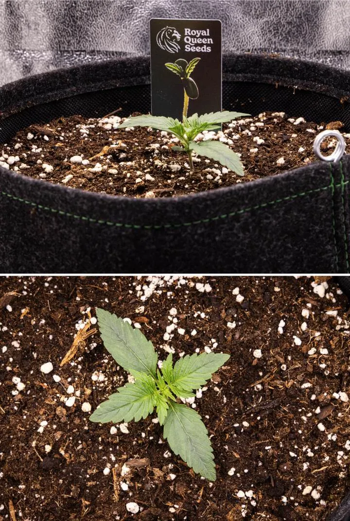 Piantina di cannabis Gaia F1 nella settimana 1 che cresce nel terreno, con le prime foglie vere in sviluppo e una struttura iniziale compatta in condizioni indoor