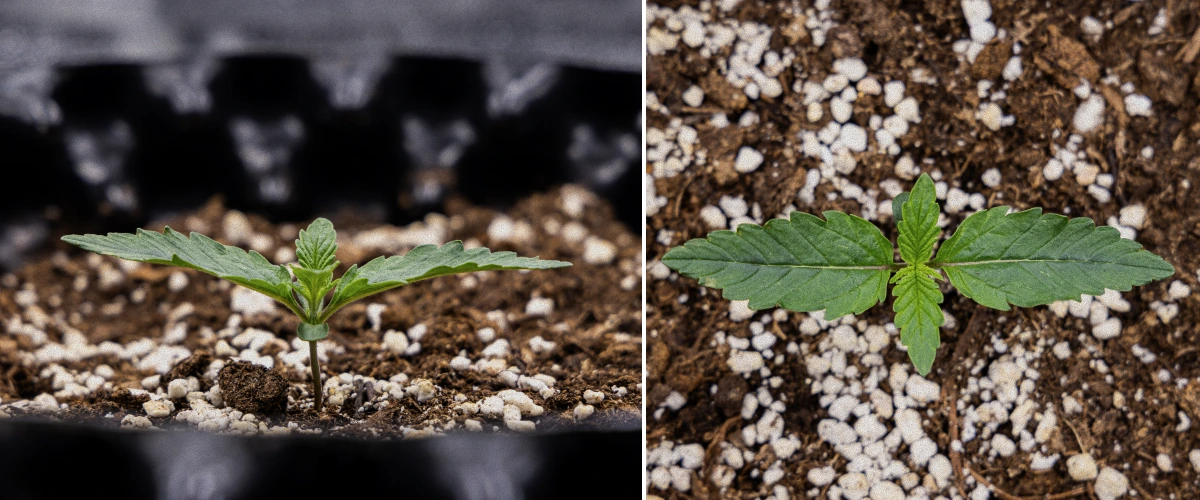 Report di Coltivazione GOAT'lato Auto – Settimana 1 Fase di Piantina Report di Coltivazione GOAT'lato Auto – Settimana 1 Fase di Piantina