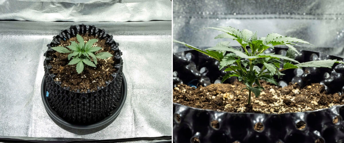 Diario di coltivazione di North Thunderfuck – Settimana 1: fase di plantula Piantina di cannabis North Thunderfuck alla settimana 1 con le prime foglie vere e una crescita iniziale sana nel terriccio sotto luce LED
