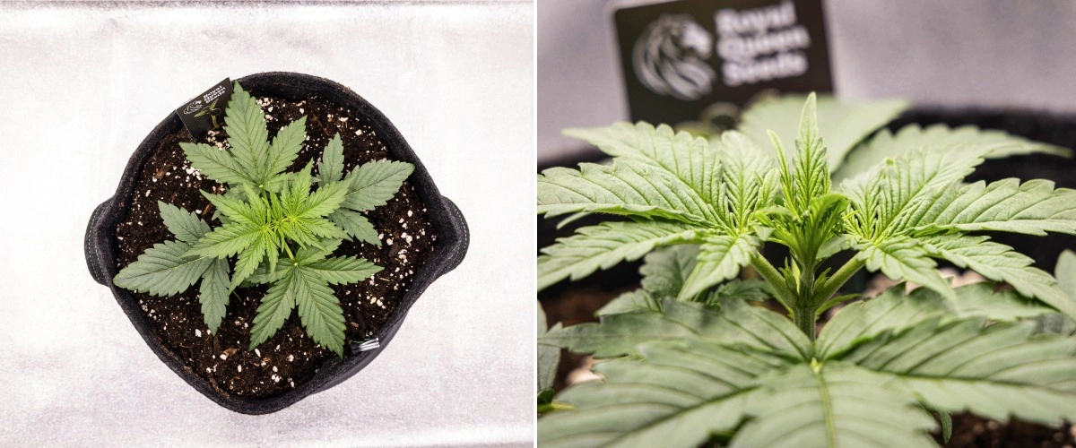 Pianta di cannabis Gaia F1 nella settimana 2 che cresce nel terreno con una sana crescita vegetativa iniziale indoor