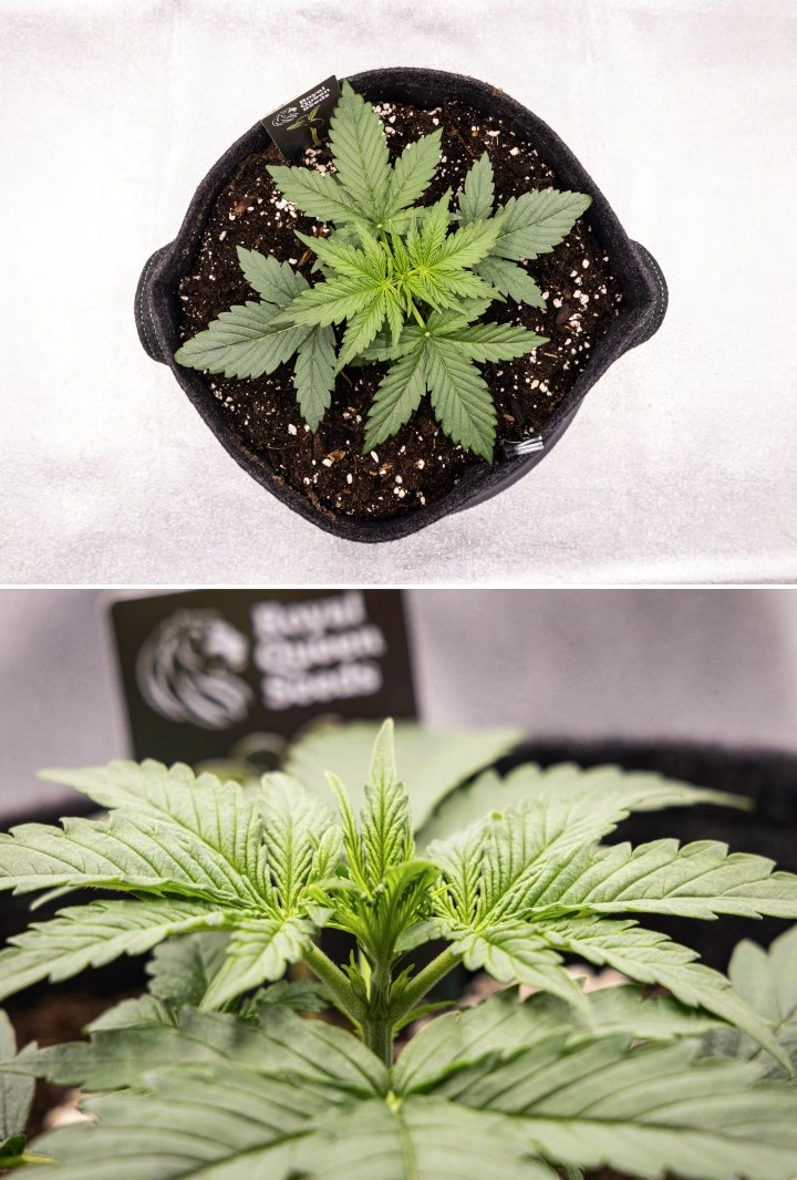 Pianta di cannabis Gaia F1 nella settimana 2 che cresce nel terreno con una sana crescita vegetativa iniziale indoor