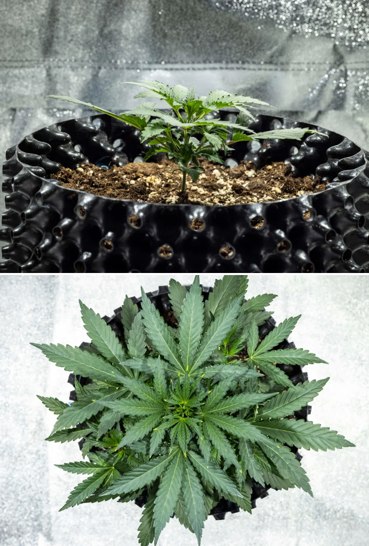 Diario di coltivazione di North Thunderfuck – Settimana 2: fase vegetativa iniziale Pianta di cannabis North Thunderfuck alla settimana 2 della crescita vegetativa iniziale, mentre sviluppa ulteriori foglie a ventaglio e stabilisce un apparato radicale più forte nel terriccio sotto luce LED
