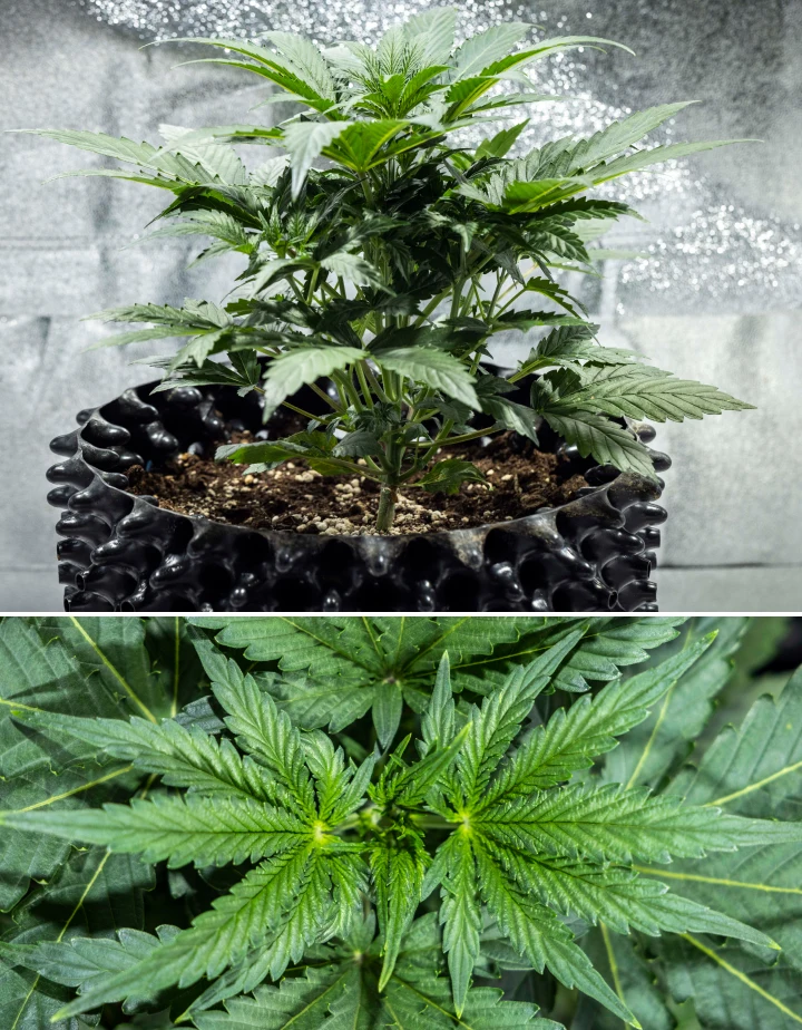 Diario di coltivazione di North Thunderfuck – Settimana 3: fase di crescita vegetativa Pianta di cannabis North Thunderfuck alla settimana 3 della crescita vegetativa, con una struttura vigorosa, ampie foglie a ventaglio e una ramificazione sana nel terriccio sotto luce LED