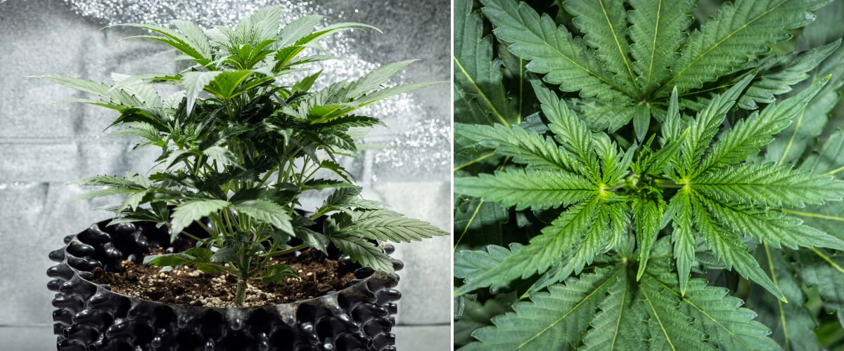 Diario di coltivazione di North Thunderfuck – Settimana 3: fase di crescita vegetativa Pianta di cannabis North Thunderfuck alla settimana 3 della crescita vegetativa, con una struttura vigorosa, ampie foglie a ventaglio e una ramificazione sana nel terriccio sotto luce LED