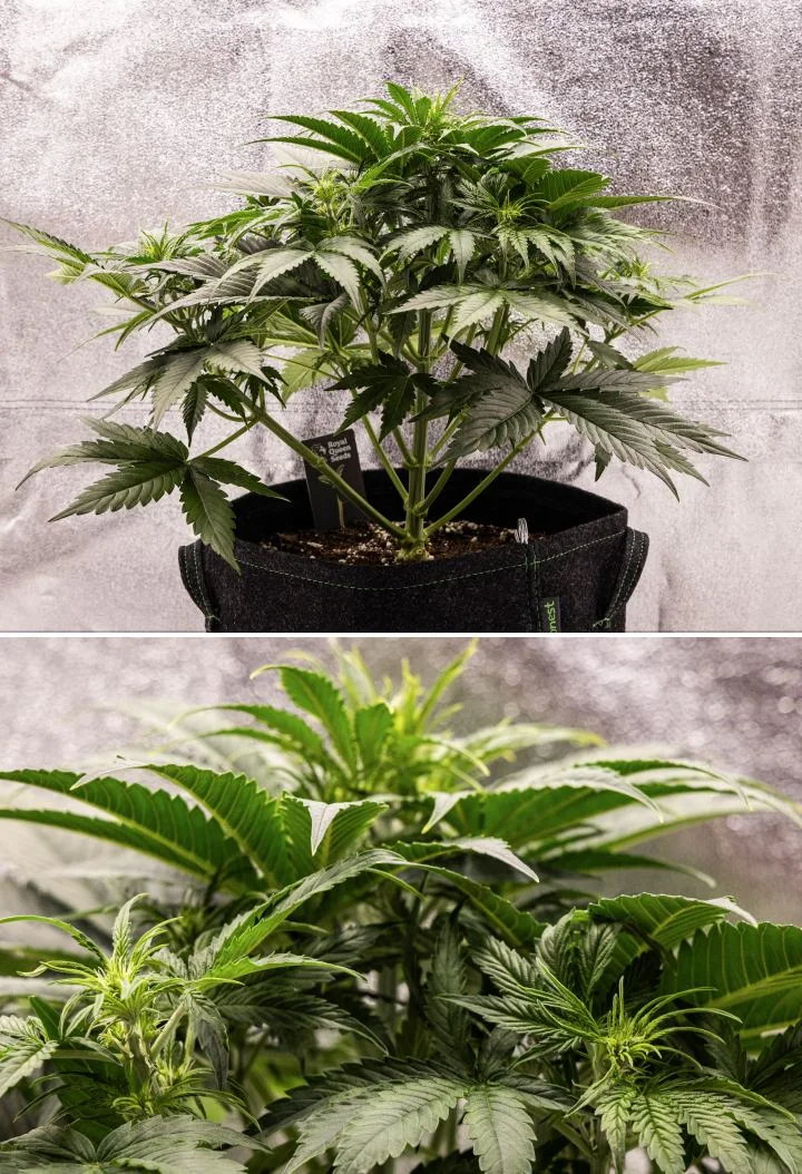 Pianta di cannabis Gaia F1 nella settimana 4 che cresce nel terreno con una sana crescita nella fase iniziale di fioritura indoor