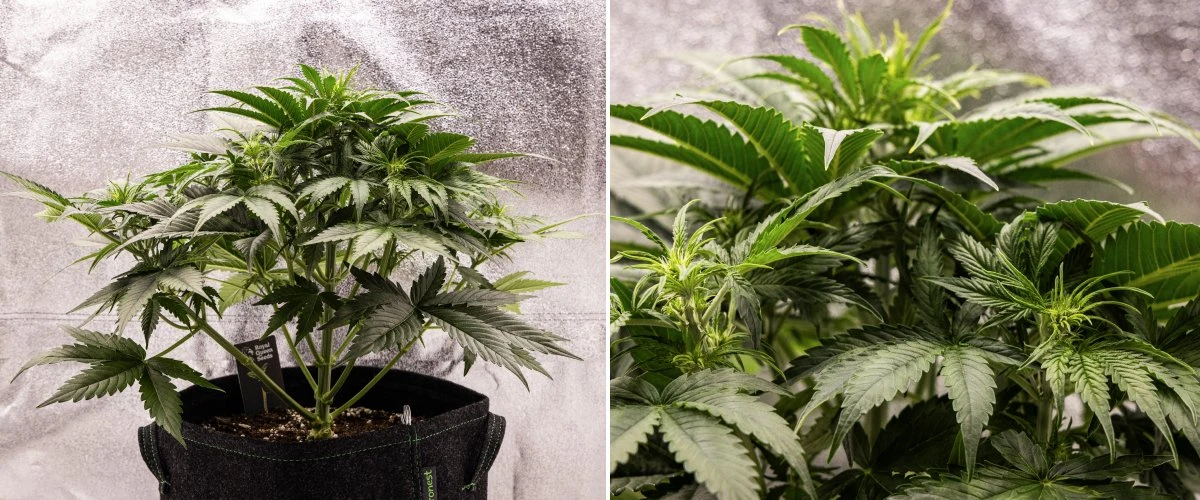 Pianta di cannabis Gaia F1 nella settimana 4 che cresce nel terreno con una sana crescita nella fase iniziale di fioritura indoor