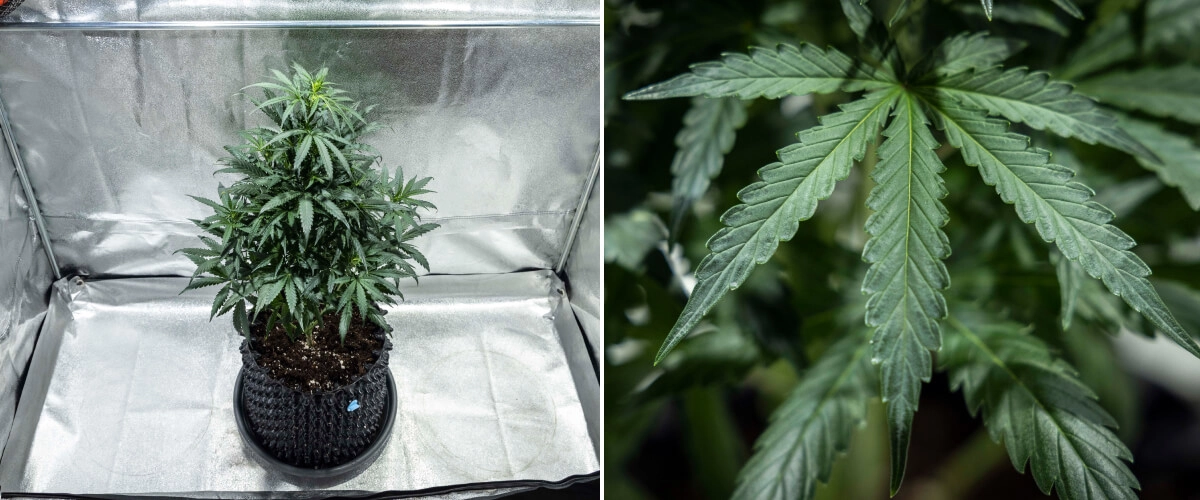 Diario di coltivazione di North Thunderfuck – Settimana 4: fase vegetativa avanzata Pianta di cannabis North Thunderfuck alla settimana 4 della crescita vegetativa, con una chioma più folta, ramificazioni robuste e foglie a ventaglio sane in sviluppo nel terriccio sotto luce LED