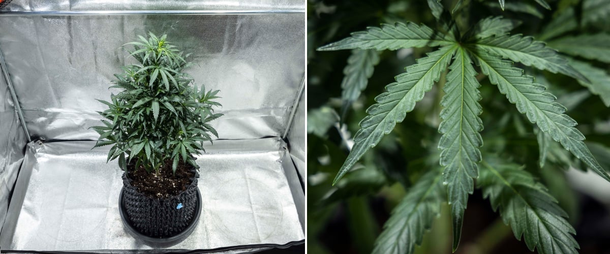 Report di coltivazione North Thunderfuck – Settimana 4 Fase vegetativa avanzata Pianta di cannabis North Thunderfuck nella settimana 4 della crescita vegetativa con chioma più piena, forte ramificazione e foglie a ventaglio sane coltivate in terra sotto luce LED