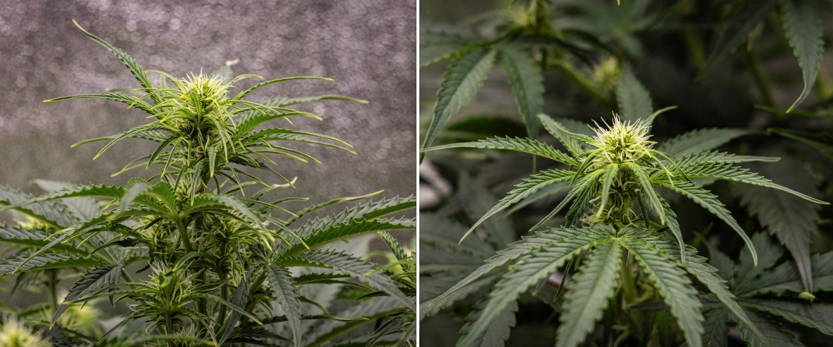 Pianta di cannabis Gaia F1 nella settimana 5 che cresce nel terreno con una sana crescita in fioritura indoor