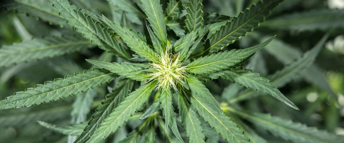 Diario di coltivazione di North Thunderfuck – Settimana 5: fase di fioritura iniziale Pianta di cannabis North Thunderfuck alla settimana 5 della fioritura iniziale, con nuovi pistilli bianchi che si formano nei siti di fioritura e foglie a ventaglio sane sotto luce LED
