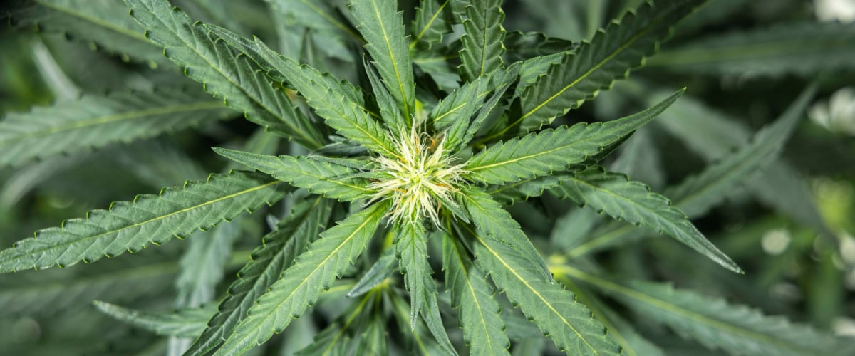 Report di coltivazione North Thunderfuck – Settimana 5 Inizio fioritura Pianta di cannabis North Thunderfuck nella settimana 5 di fioritura precoce con nuovi pistilli bianchi che si formano sui siti delle cime e foglie a ventaglio sane sotto luce LED