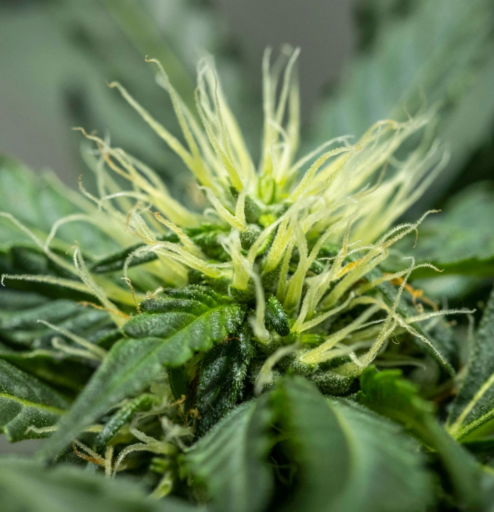 Diario di coltivazione di North Thunderfuck – Settimana 6: sviluppo iniziale dei fiori Pianta di cannabis North Thunderfuck alla settimana 6 di fioritura, con una struttura delle cime in sviluppo, numerosi pistilli bianchi e foglie resinose sane sotto luce LED