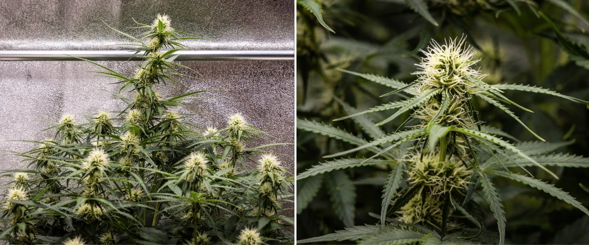 Pianta di cannabis Gaia F1 nella settimana 6 che cresce nel terreno con una sana crescita a metà fioritura indoor