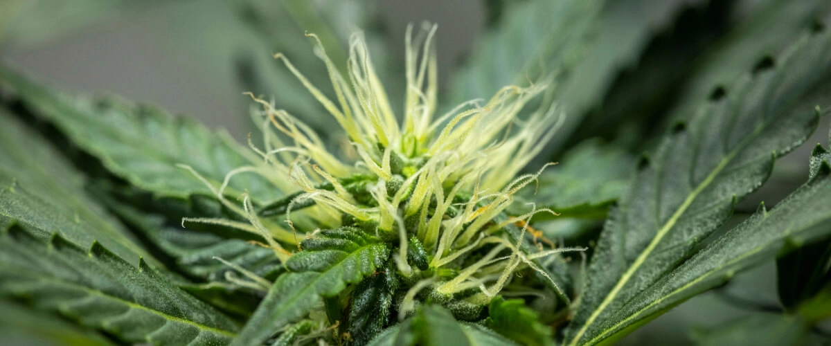 Diario di coltivazione di North Thunderfuck – Settimana 6: sviluppo iniziale dei fiori Pianta di cannabis North Thunderfuck alla settimana 6 di fioritura, con una struttura delle cime in sviluppo, numerosi pistilli bianchi e foglie resinose sane sotto luce LED