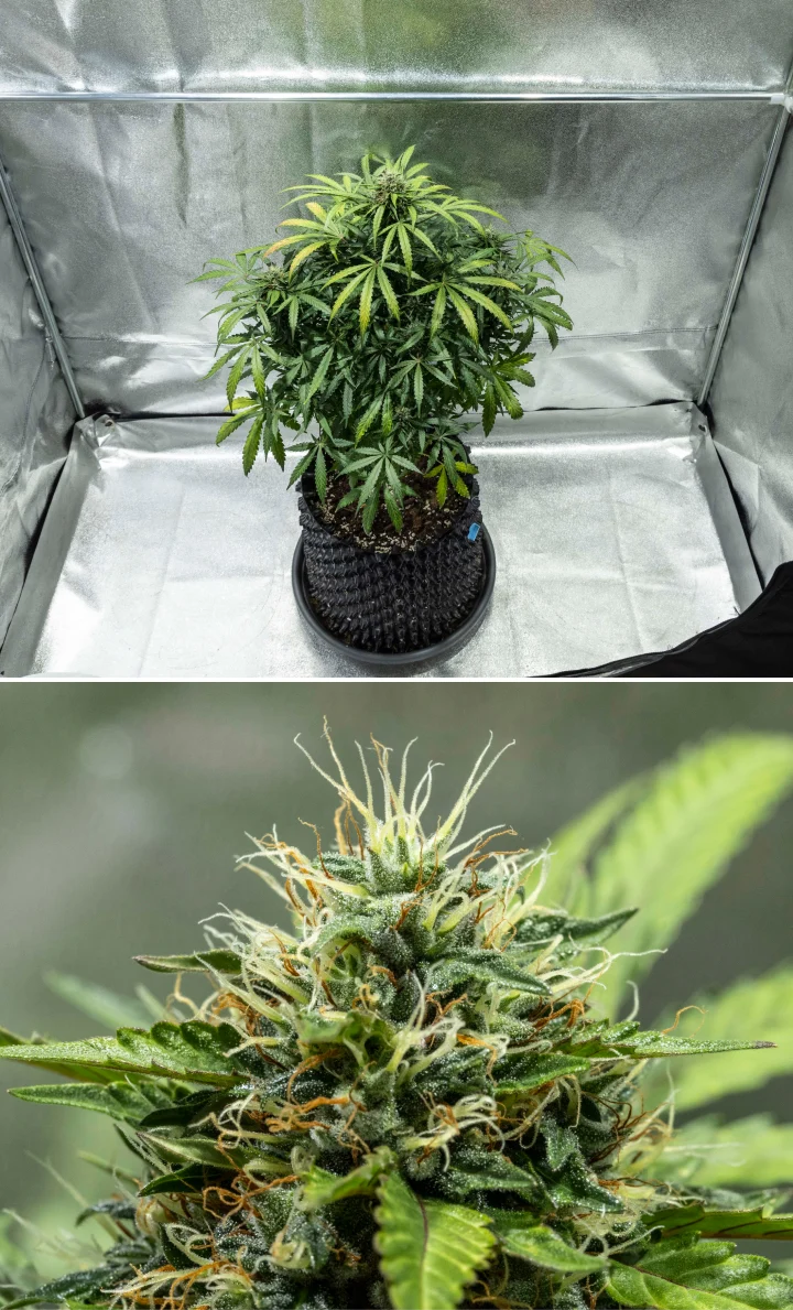 Diario di coltivazione di North Thunderfuck – Settimane 7–8: fase intermedia della fioritura Pianta di cannabis North Thunderfuck durante le settimane 7–8 di fioritura, con cime in espansione, densi gruppi di pistilli e una crescente produzione di resina sotto luce LED