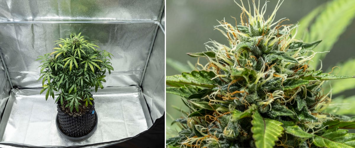 Report di coltivazione North Thunderfuck – Settimane 7–8 Fioritura intermedia Pianta di cannabis North Thunderfuck durante le settimane 7–8 di fioritura con cime in espansione, densi gruppi di pistilli e produzione di resina in aumento sotto luce LED